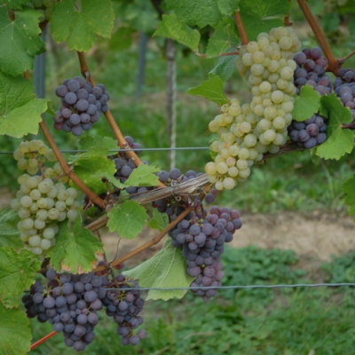 Farbmutation roter zu weissem Riesling ANT 0610